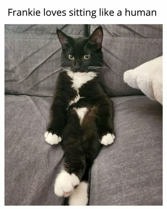 67 Entertaining Cat Memes That Prove The World Would Be A Boring Place Without Them