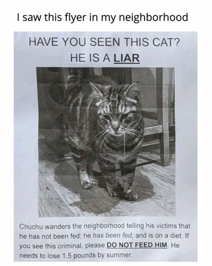 67 Entertaining Cat Memes That Prove The World Would Be A Boring Place Without Them