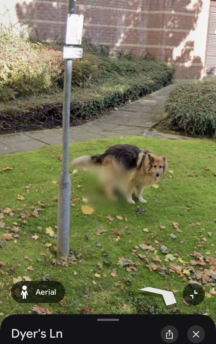 &ldquo;I Will Be Immortalized On Google Street View Forever&rdquo;: 81 Bizarre And Funny Google Street View Photos