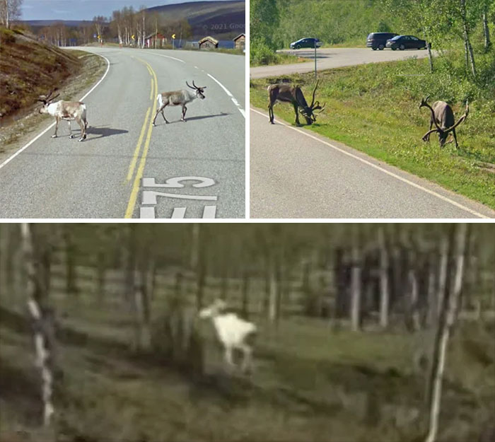 &ldquo;I Will Be Immortalized On Google Street View Forever&rdquo;: 81 Bizarre And Funny Google Street View Photos