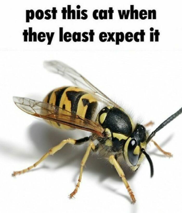 69 Hilarious Pictures That Don’t Explain Themselves At All And Never Will