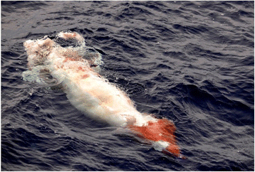 30 Mind-Boggling Unsolved Mysteries That Puzzled People For Years Until They Were Solved