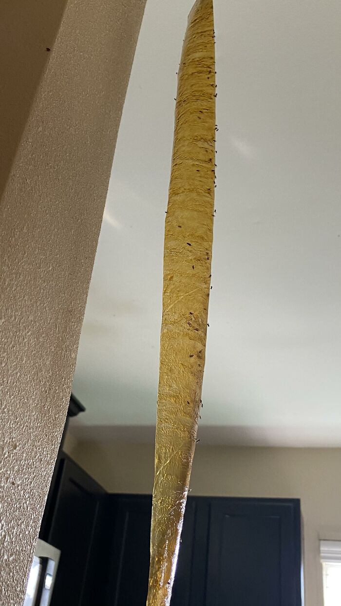 64 Horrible Roommates Who Somehow Passed The Vibe Check Before Move-In Day And Failed Soon After