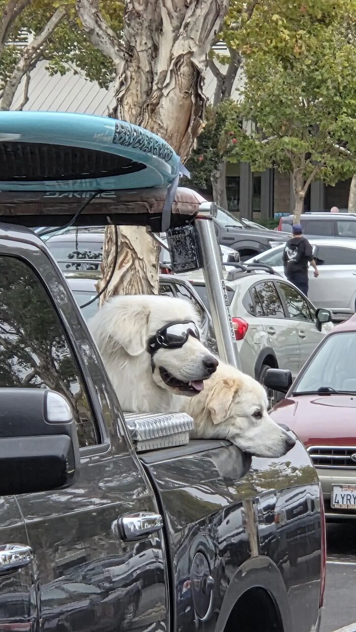 37 Images So Bizarre They Raised More Questions Than The Internet Can Handle