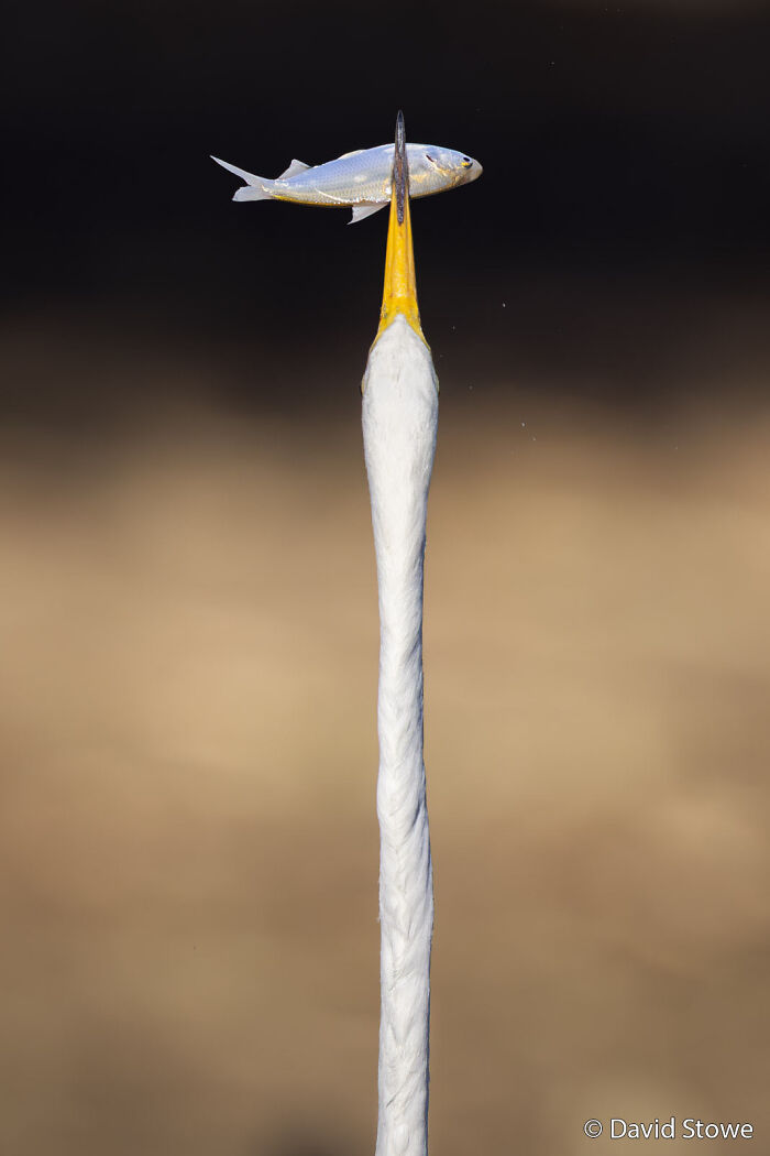 70 Breathtaking Photos Shortlisted For Australian Geographic Nature Photographer Of The Year