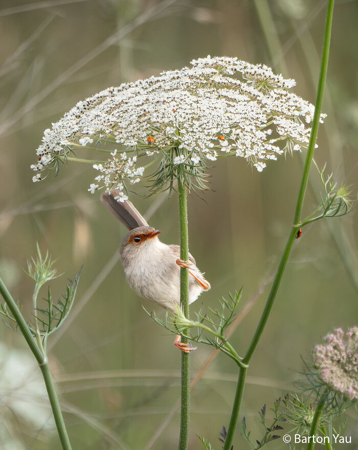 70 Breathtaking Photos Shortlisted For Australian Geographic Nature Photographer Of The Year