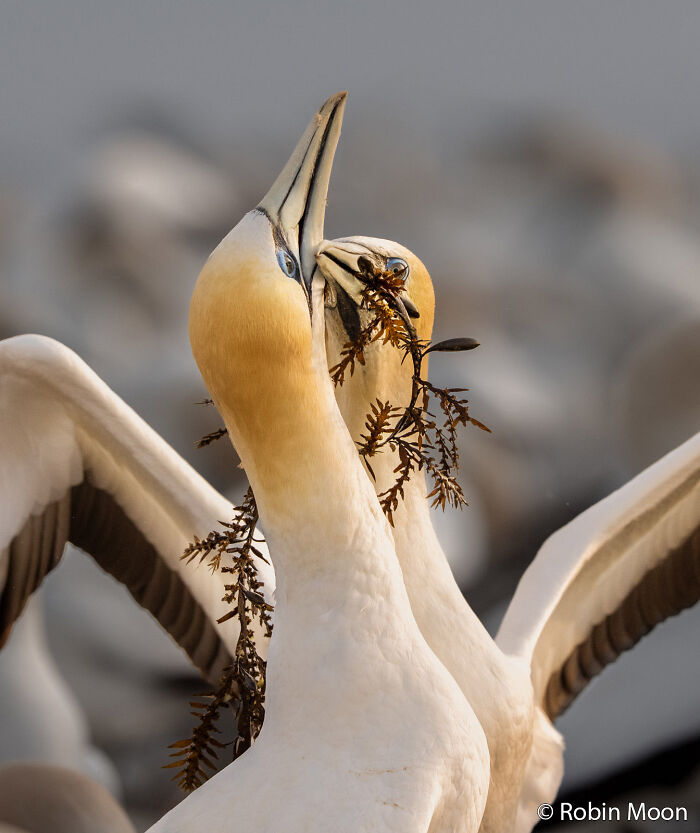 70 Breathtaking Photos Shortlisted For Australian Geographic Nature Photographer Of The Year