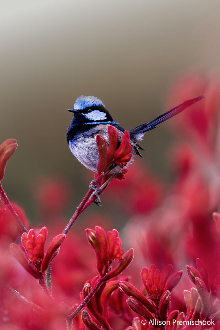 70 Breathtaking Photos Shortlisted For Australian Geographic Nature Photographer Of The Year