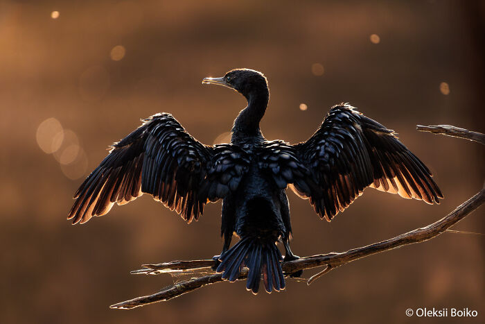 70 Breathtaking Photos Shortlisted For Australian Geographic Nature Photographer Of The Year