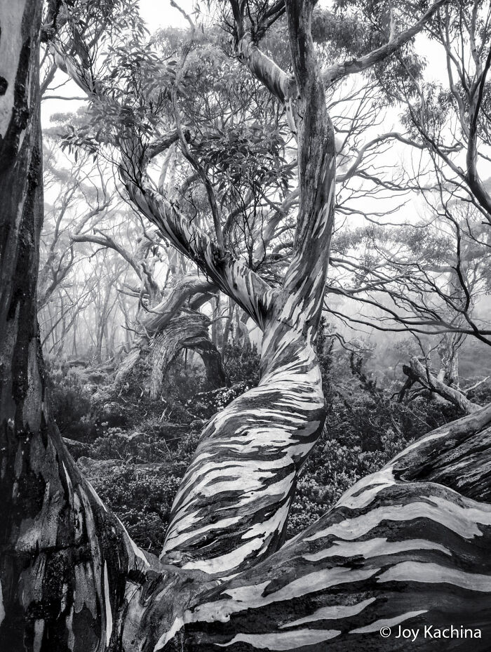 70 Breathtaking Photos Shortlisted For Australian Geographic Nature Photographer Of The Year