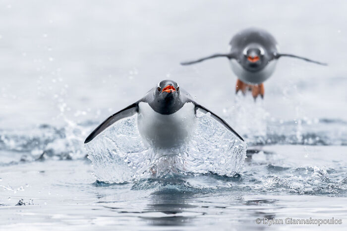 70 Breathtaking Photos Shortlisted For Australian Geographic Nature Photographer Of The Year