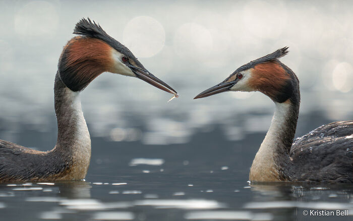 70 Breathtaking Photos Shortlisted For Australian Geographic Nature Photographer Of The Year