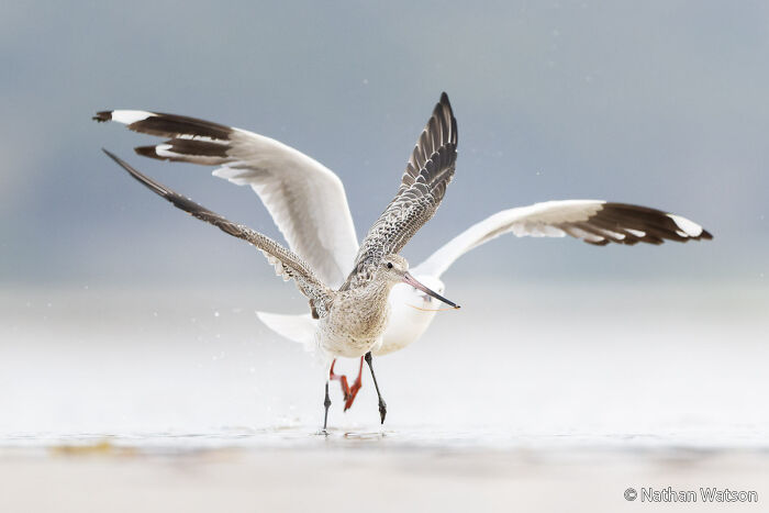 70 Breathtaking Photos Shortlisted For Australian Geographic Nature Photographer Of The Year