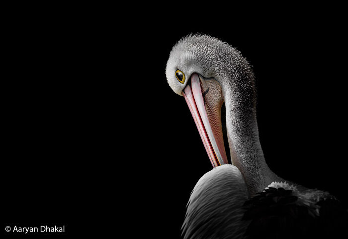 70 Breathtaking Photos Shortlisted For Australian Geographic Nature Photographer Of The Year