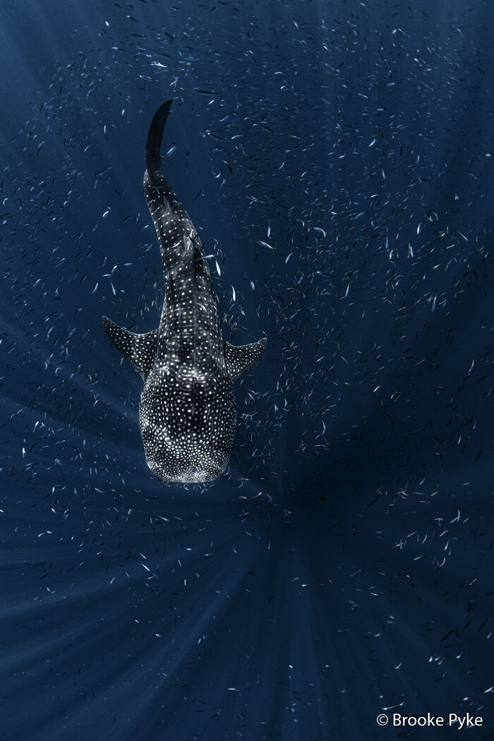 70 Breathtaking Photos Shortlisted For Australian Geographic Nature Photographer Of The Year