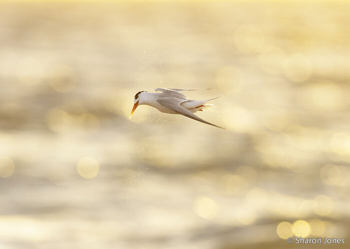 70 Breathtaking Photos Shortlisted For Australian Geographic Nature Photographer Of The Year