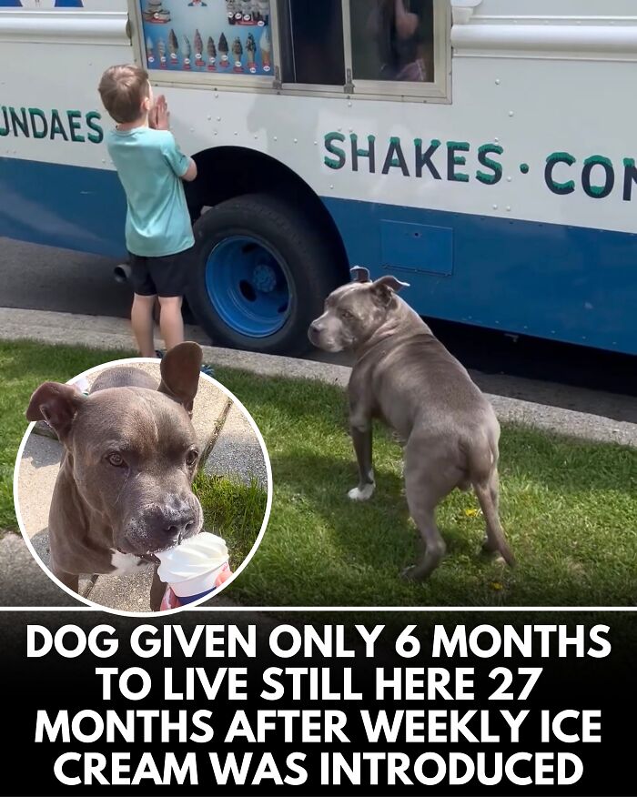 From Rescue Miracles To Emotional Reunions: 25 New Dog Stories Shared By ‘We Rate Dogs’ From Rescue Miracles To Emotional Reunions: 25 New Dog Stories Shared By ‘We Rate Dogs’