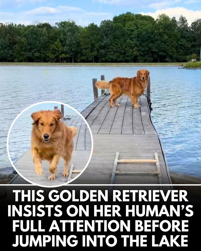 From Rescue Miracles To Emotional Reunions: 25 New Dog Stories Shared By ‘We Rate Dogs’ From Rescue Miracles To Emotional Reunions: 25 New Dog Stories Shared By ‘We Rate Dogs’