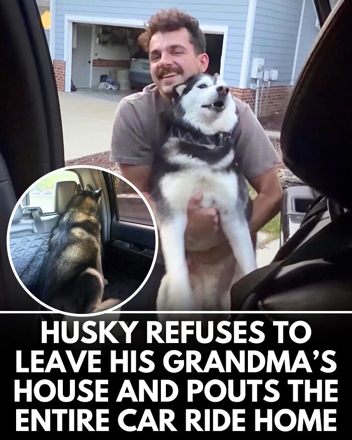 From Rescue Miracles To Emotional Reunions: 25 New Dog Stories Shared By ‘We Rate Dogs’ From Rescue Miracles To Emotional Reunions: 25 New Dog Stories Shared By ‘We Rate Dogs’