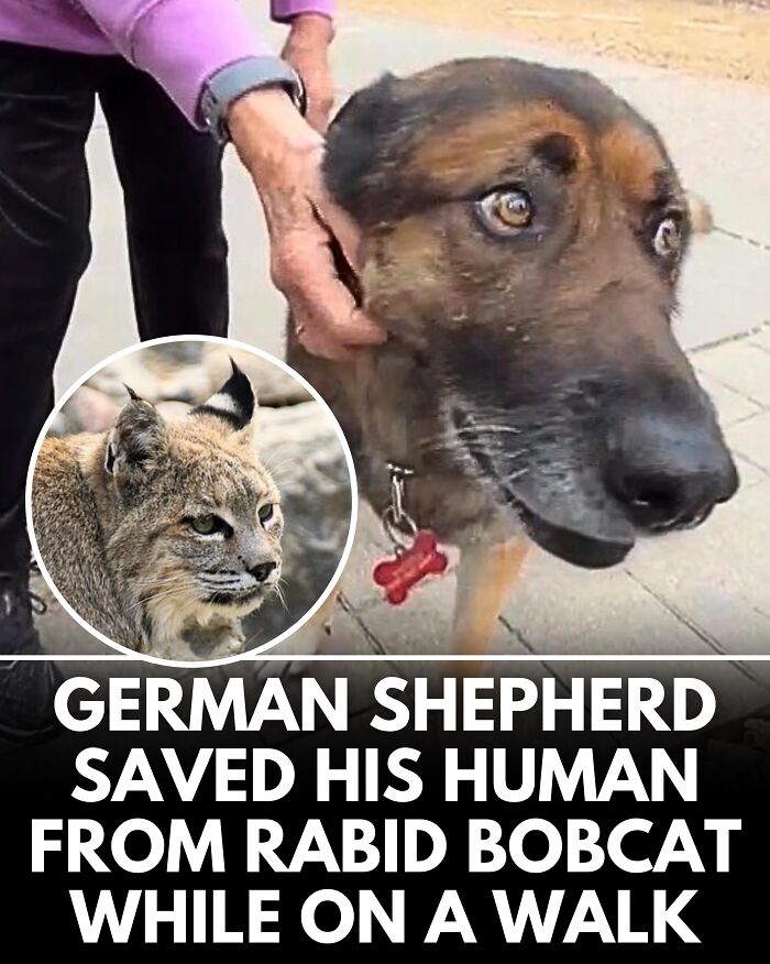 From Rescue Miracles To Emotional Reunions: 25 New Dog Stories Shared By ‘We Rate Dogs’ From Rescue Miracles To Emotional Reunions: 25 New Dog Stories Shared By ‘We Rate Dogs’