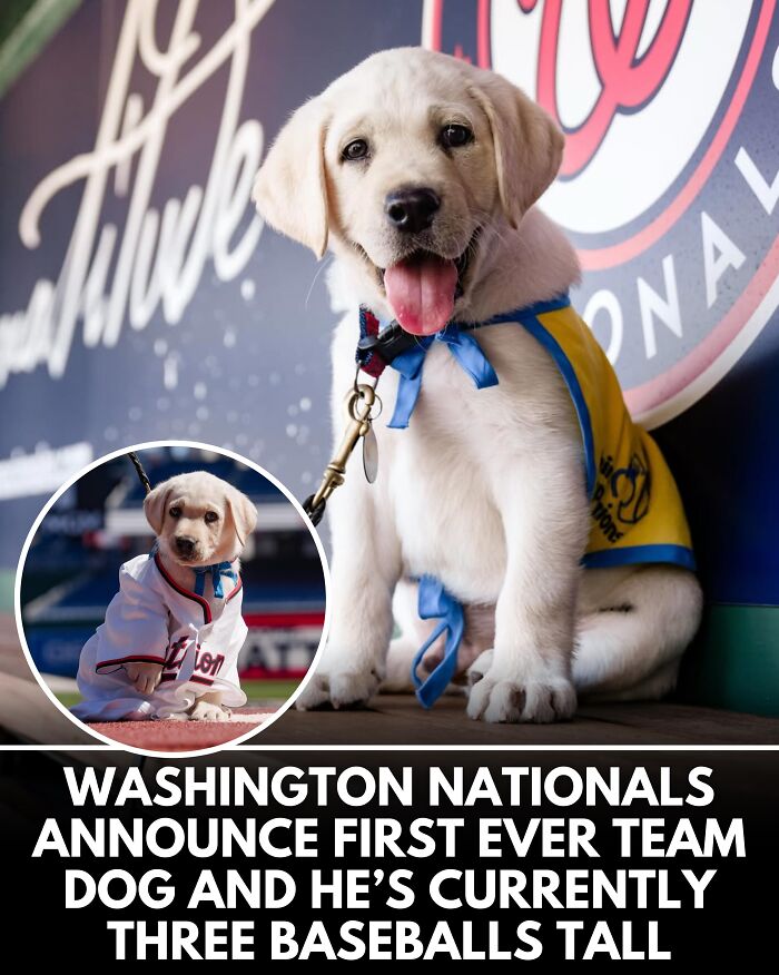 From Rescue Miracles To Emotional Reunions: 25 New Dog Stories Shared By ‘We Rate Dogs’ From Rescue Miracles To Emotional Reunions: 25 New Dog Stories Shared By ‘We Rate Dogs’