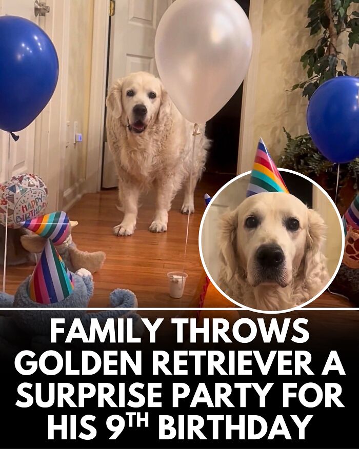 From Rescue Miracles To Emotional Reunions: 25 New Dog Stories Shared By ‘We Rate Dogs’ From Rescue Miracles To Emotional Reunions: 25 New Dog Stories Shared By ‘We Rate Dogs’