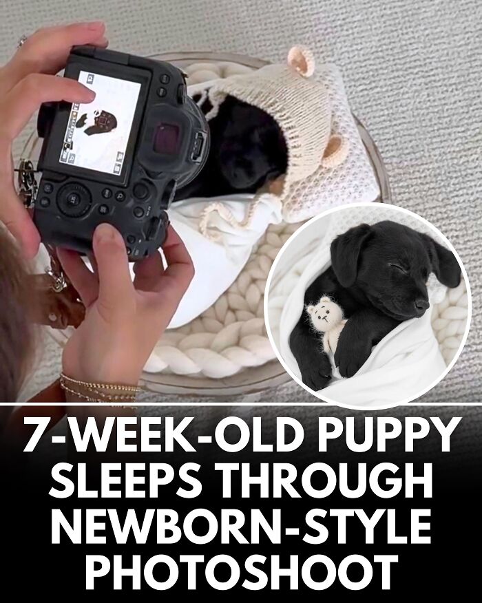 From Rescue Miracles To Emotional Reunions: 25 New Dog Stories Shared By ‘We Rate Dogs’ From Rescue Miracles To Emotional Reunions: 25 New Dog Stories Shared By ‘We Rate Dogs’