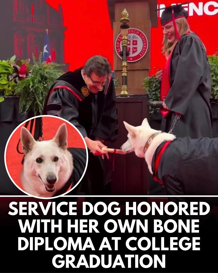 From Rescue Miracles To Emotional Reunions: 25 New Dog Stories Shared By ‘We Rate Dogs’ From Rescue Miracles To Emotional Reunions: 25 New Dog Stories Shared By ‘We Rate Dogs’