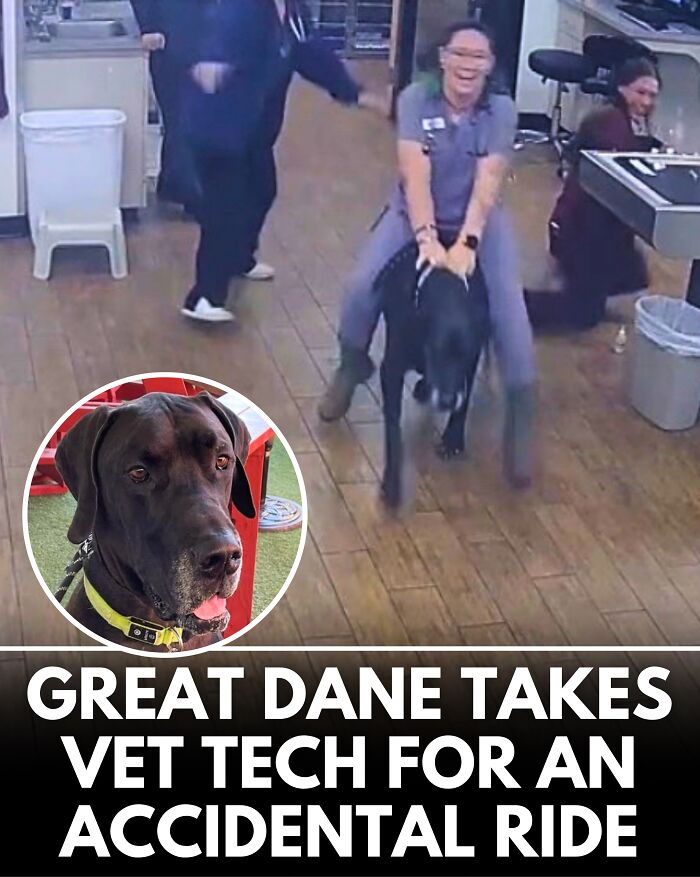 From Rescue Miracles To Emotional Reunions: 25 New Dog Stories Shared By ‘We Rate Dogs’ From Rescue Miracles To Emotional Reunions: 25 New Dog Stories Shared By ‘We Rate Dogs’