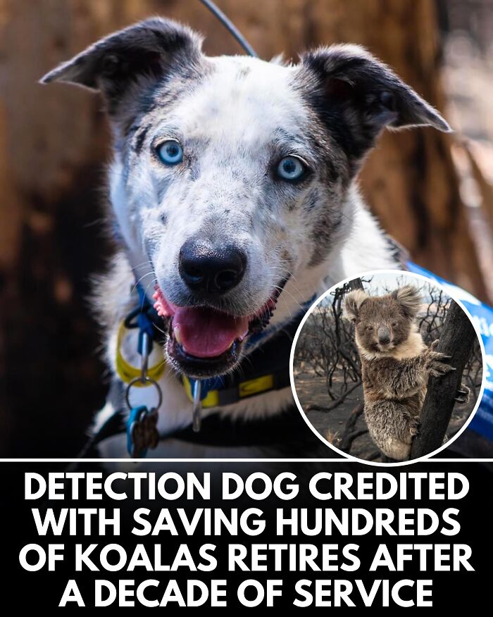 From Rescue Miracles To Emotional Reunions: 25 New Dog Stories Shared By ‘We Rate Dogs’ From Rescue Miracles To Emotional Reunions: 25 New Dog Stories Shared By ‘We Rate Dogs’