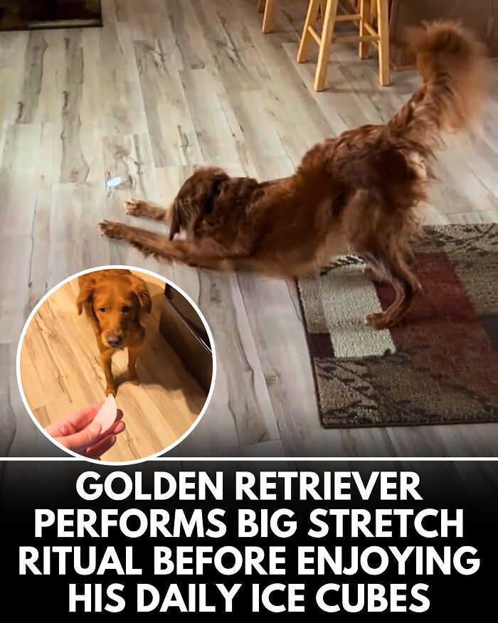 From Rescue Miracles To Emotional Reunions: 25 New Dog Stories Shared By ‘We Rate Dogs’ From Rescue Miracles To Emotional Reunions: 25 New Dog Stories Shared By ‘We Rate Dogs’