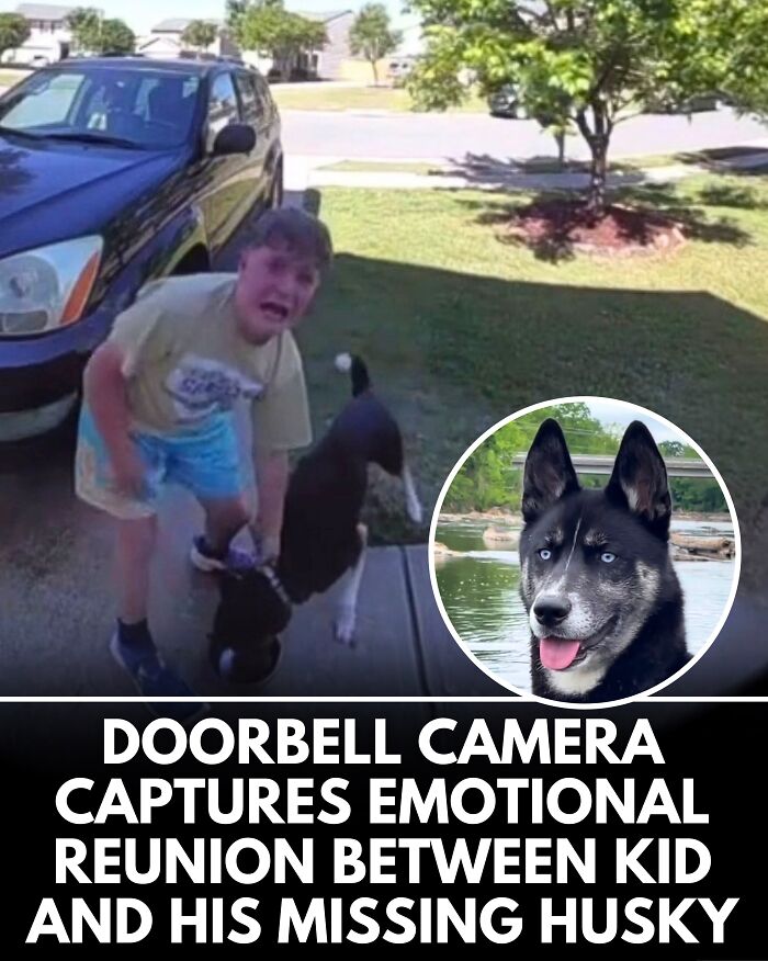 From Rescue Miracles To Emotional Reunions: 25 New Dog Stories Shared By ‘We Rate Dogs’ From Rescue Miracles To Emotional Reunions: 25 New Dog Stories Shared By ‘We Rate Dogs’