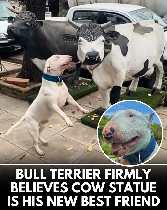 From Rescue Miracles To Emotional Reunions: 25 New Dog Stories Shared By ‘We Rate Dogs’ From Rescue Miracles To Emotional Reunions: 25 New Dog Stories Shared By ‘We Rate Dogs’