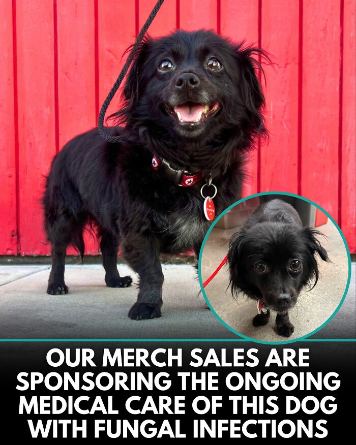 From Rescue Miracles To Emotional Reunions: 25 New Dog Stories Shared By ‘We Rate Dogs’ From Rescue Miracles To Emotional Reunions: 25 New Dog Stories Shared By ‘We Rate Dogs’
