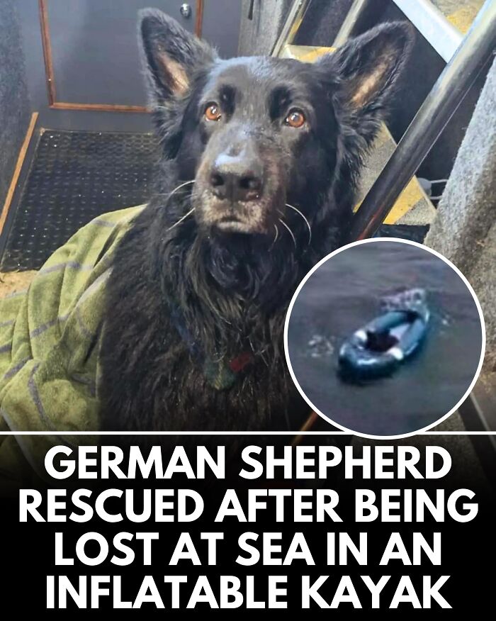 From Rescue Miracles To Emotional Reunions: 25 New Dog Stories Shared By ‘We Rate Dogs’ From Rescue Miracles To Emotional Reunions: 25 New Dog Stories Shared By ‘We Rate Dogs’