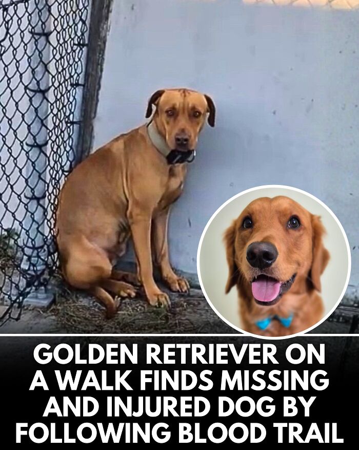 From Rescue Miracles To Emotional Reunions: 25 New Dog Stories Shared By ‘We Rate Dogs’ From Rescue Miracles To Emotional Reunions: 25 New Dog Stories Shared By ‘We Rate Dogs’