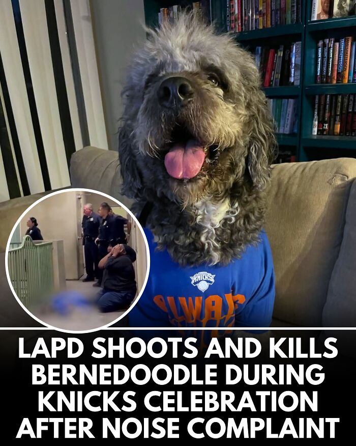 From Rescue Miracles To Emotional Reunions: 25 New Dog Stories Shared By ‘We Rate Dogs’ From Rescue Miracles To Emotional Reunions: 25 New Dog Stories Shared By ‘We Rate Dogs’