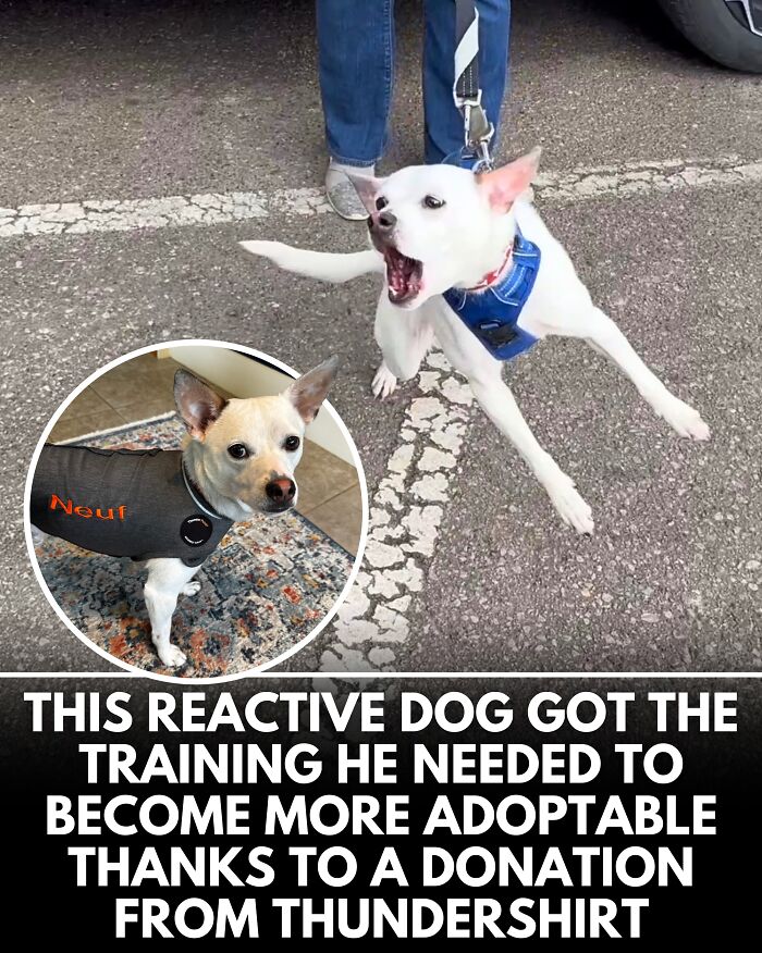 From Rescue Miracles To Emotional Reunions: 25 New Dog Stories Shared By ‘We Rate Dogs’ From Rescue Miracles To Emotional Reunions: 25 New Dog Stories Shared By ‘We Rate Dogs’