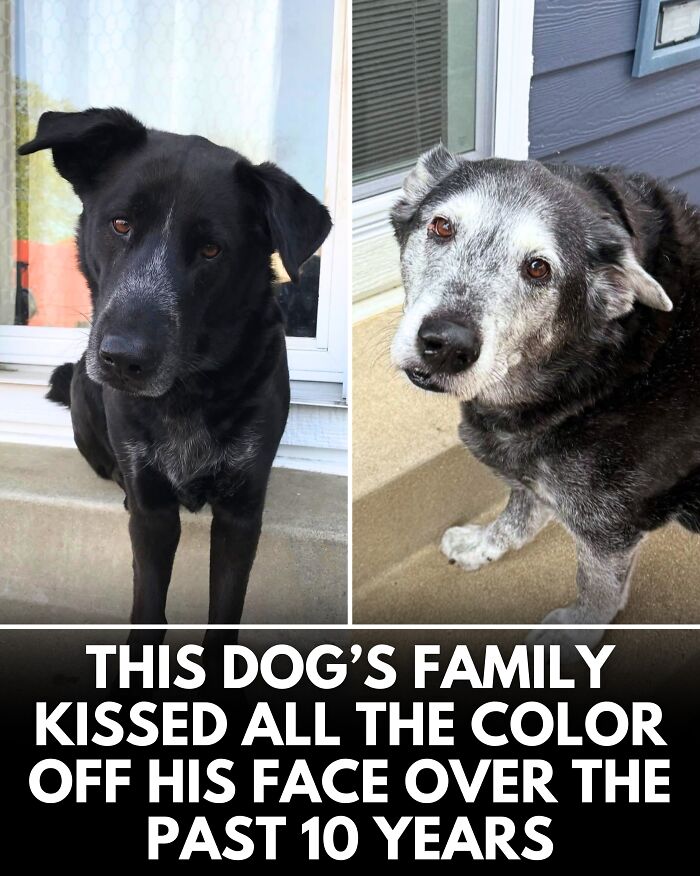 From Rescue Miracles To Emotional Reunions: 25 New Dog Stories Shared By ‘We Rate Dogs’ From Rescue Miracles To Emotional Reunions: 25 New Dog Stories Shared By ‘We Rate Dogs’