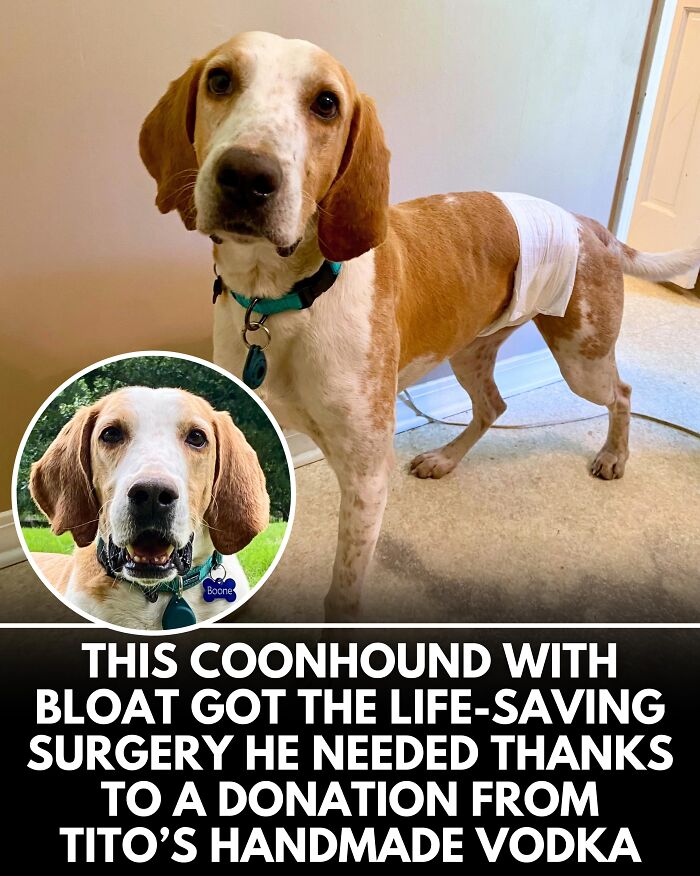 From Rescue Miracles To Emotional Reunions: 25 New Dog Stories Shared By ‘We Rate Dogs’ From Rescue Miracles To Emotional Reunions: 25 New Dog Stories Shared By ‘We Rate Dogs’