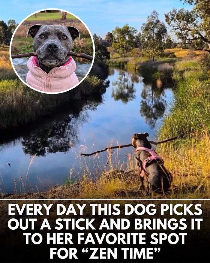From Rescue Miracles To Emotional Reunions: 25 New Dog Stories Shared By ‘We Rate Dogs’ From Rescue Miracles To Emotional Reunions: 25 New Dog Stories Shared By ‘We Rate Dogs’