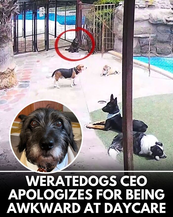 From Rescue Miracles To Emotional Reunions: 25 New Dog Stories Shared By ‘We Rate Dogs’ From Rescue Miracles To Emotional Reunions: 25 New Dog Stories Shared By ‘We Rate Dogs’