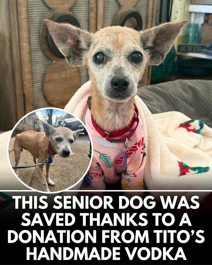 From Rescue Miracles To Emotional Reunions: 25 New Dog Stories Shared By ‘We Rate Dogs’ From Rescue Miracles To Emotional Reunions: 25 New Dog Stories Shared By ‘We Rate Dogs’