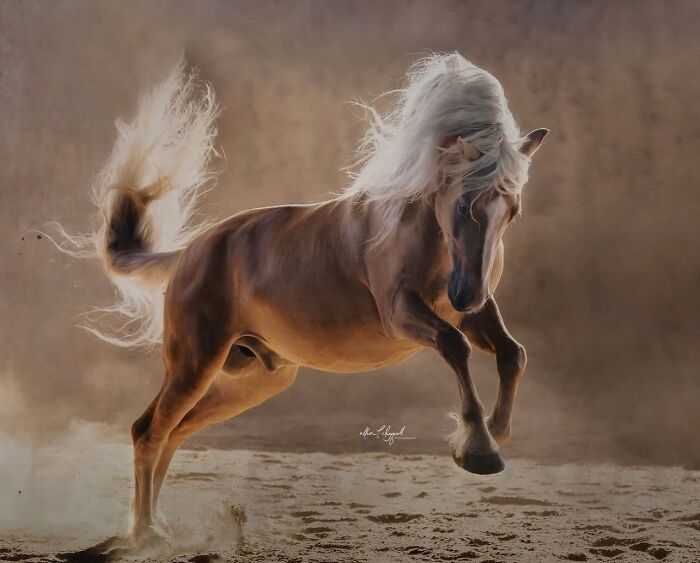 40 Horse Photos Shared By This Page That Show Their Strength, Grace, And Elegance 40 Horse Photos Shared By This Page That Show Their Strength, Grace, And Elegance