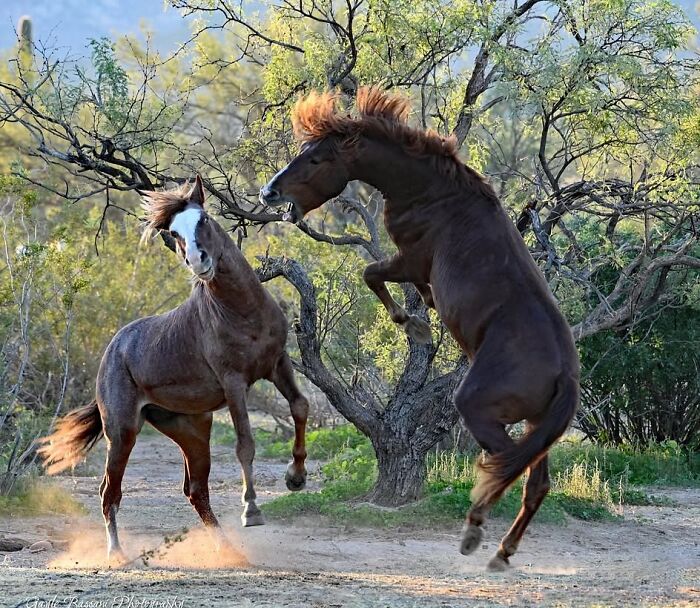 40 Horse Photos Shared By This Page That Show Their Strength, Grace, And Elegance 40 Horse Photos Shared By This Page That Show Their Strength, Grace, And Elegance