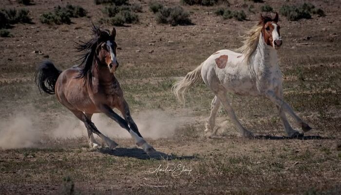 40 Horse Photos Shared By This Page That Show Their Strength, Grace, And Elegance 40 Horse Photos Shared By This Page That Show Their Strength, Grace, And Elegance