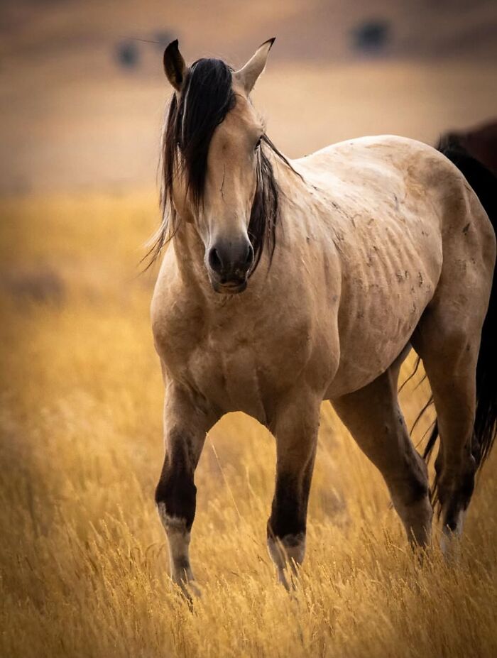 40 Horse Photos Shared By This Page That Show Their Strength, Grace, And Elegance 40 Horse Photos Shared By This Page That Show Their Strength, Grace, And Elegance