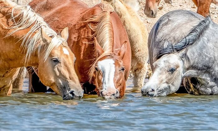 40 Horse Photos Shared By This Page That Show Their Strength, Grace, And Elegance 40 Horse Photos Shared By This Page That Show Their Strength, Grace, And Elegance