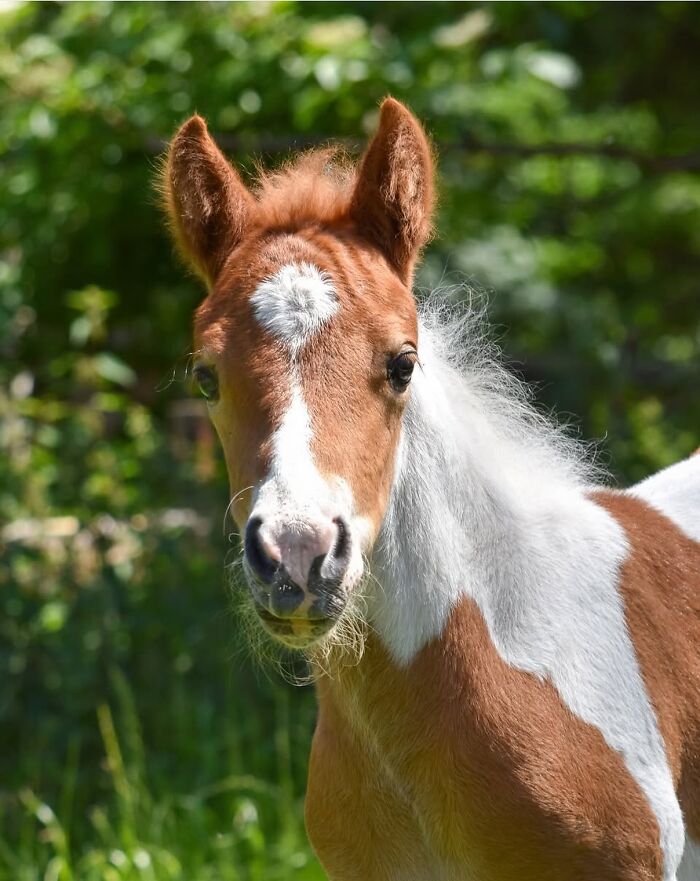 40 Horse Photos Shared By This Page That Show Their Strength, Grace, And Elegance 40 Horse Photos Shared By This Page That Show Their Strength, Grace, And Elegance