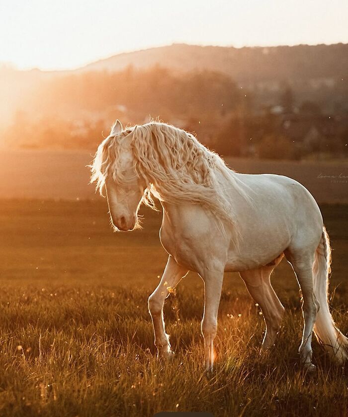40 Horse Photos Shared By This Page That Show Their Strength, Grace, And Elegance 40 Horse Photos Shared By This Page That Show Their Strength, Grace, And Elegance